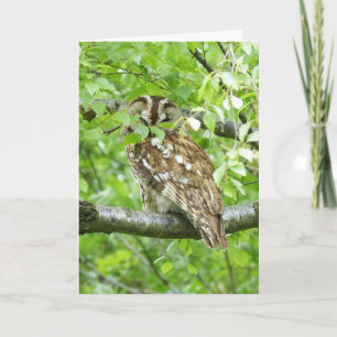 Tawny owl bird card