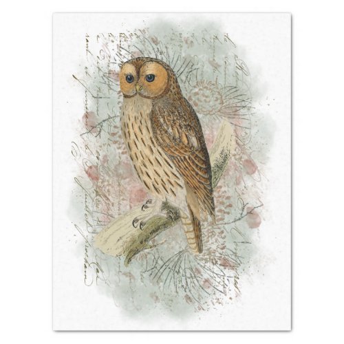 Tawny Owl Bird Pinecone French Script Decoupage  Tissue Paper