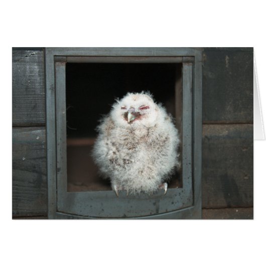 Tawny Owl Cards (Front Horizontal)
