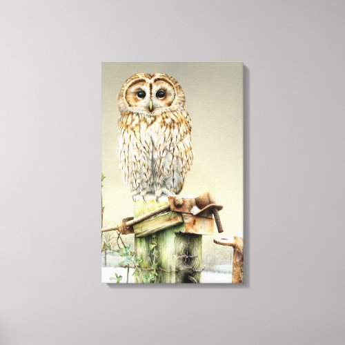 Tawny Owl in the snow fine art boxed canvas print