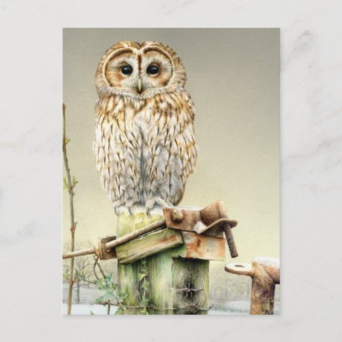 Tawny Owl in the Snow fine art watercolor postcard