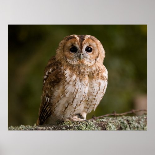 Tawny Owl Poster