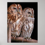 Tawny Owls Poster at Zazzle