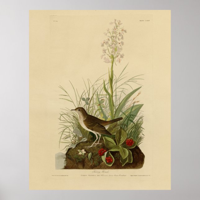 Tawny Thrush (Veery) - Audubon's Birds of America Poster (Front)