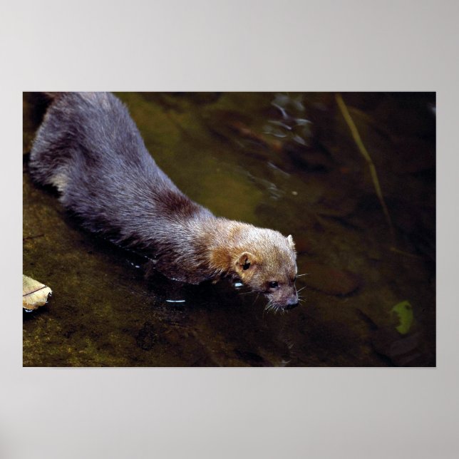 Tayra (Eira barbata) Poster (Front)