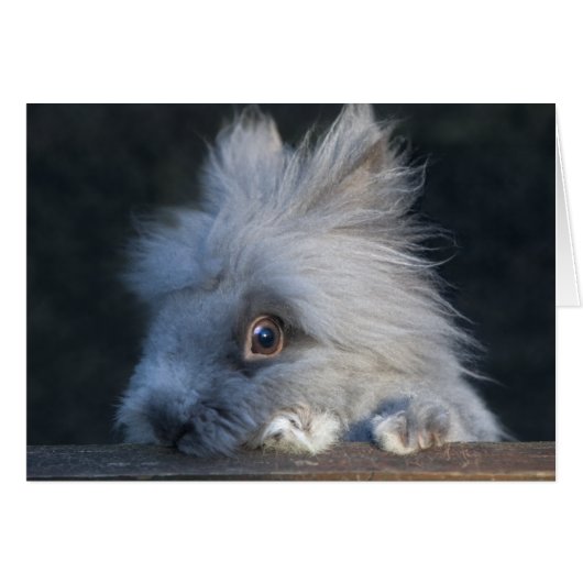 Taz Card (Front Horizontal)