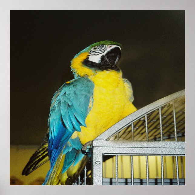 Taz.... Poster (Front)