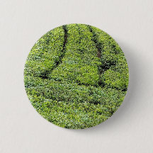 Tea gardens of Munnar on