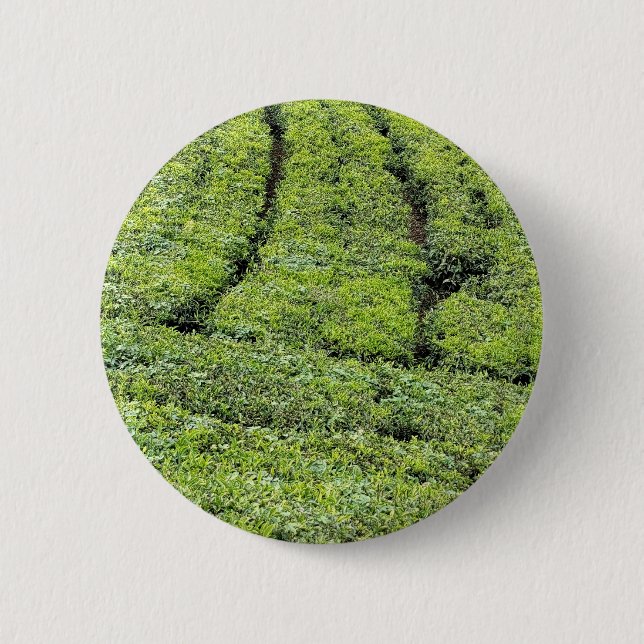 Tea gardens of Munnar on  Button (Front)