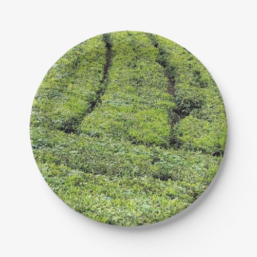 Tea gardens of Munnar on  Paper Plates
