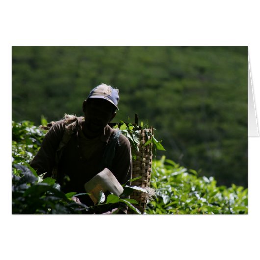 Tea Plantation (Front Horizontal)