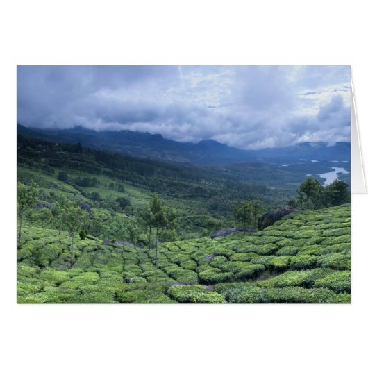 Tea plantation 2 Kerala state India (Front Horizontal)