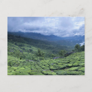 Tea plantation 2 Kerala state India Postcard