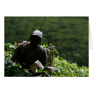 Tea Plantation Cards