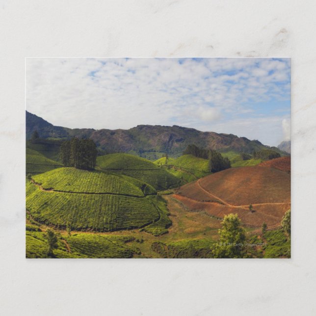 Tea Plantation Kerala state India Postcard (Front)