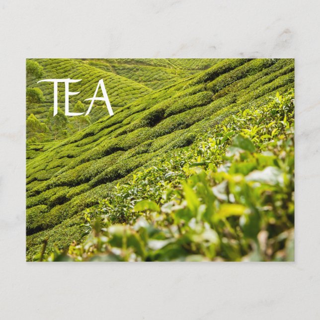 Tea Plantation Postcard (Front)