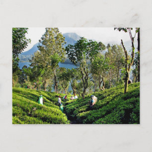 Tea Plantation Postcard