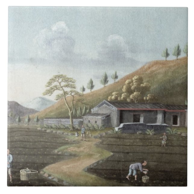 Tea planting (w/c on paper) tile (Front)