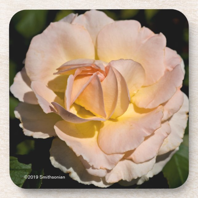 Tea Rose Beverage Coaster (Front)