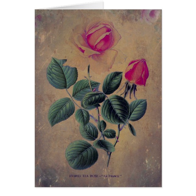 Tea Rose Grunge, Mother's Day Cards (Front)