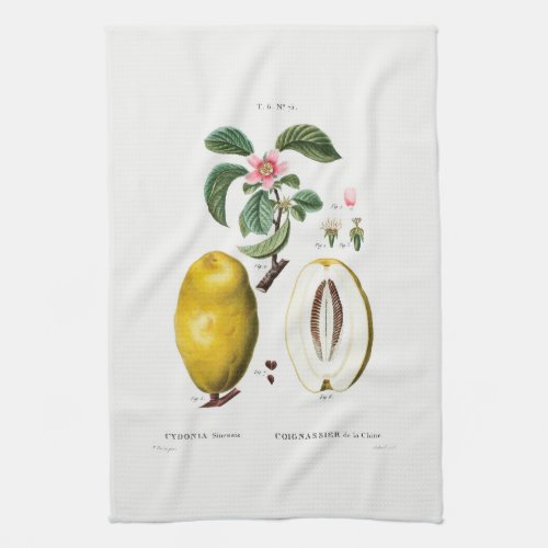 TEA TOWEL  REDOUT  QUINCE