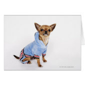 Teacup Chihuahua (Front Horizontal)