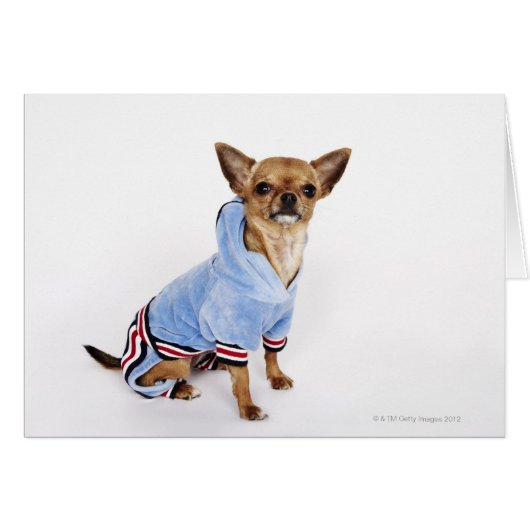 Teacup Chihuahua Cards (Front Horizontal)
