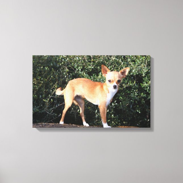 Teacup Chihuahua Puppy Canvas Print (Front)