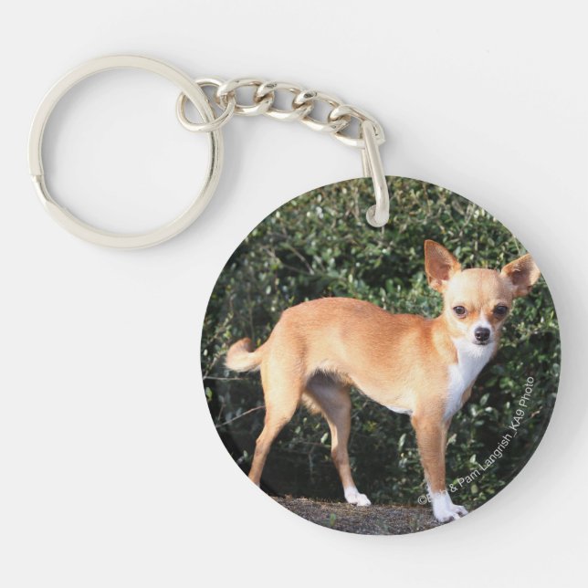 Teacup Chihuahua Puppy Keychain (Front)