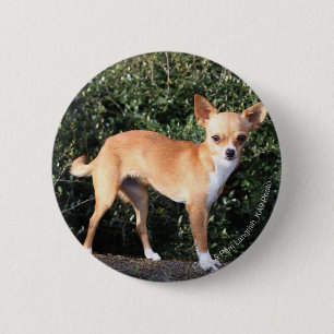 Teacup Chihuahua Puppy Pinback Button