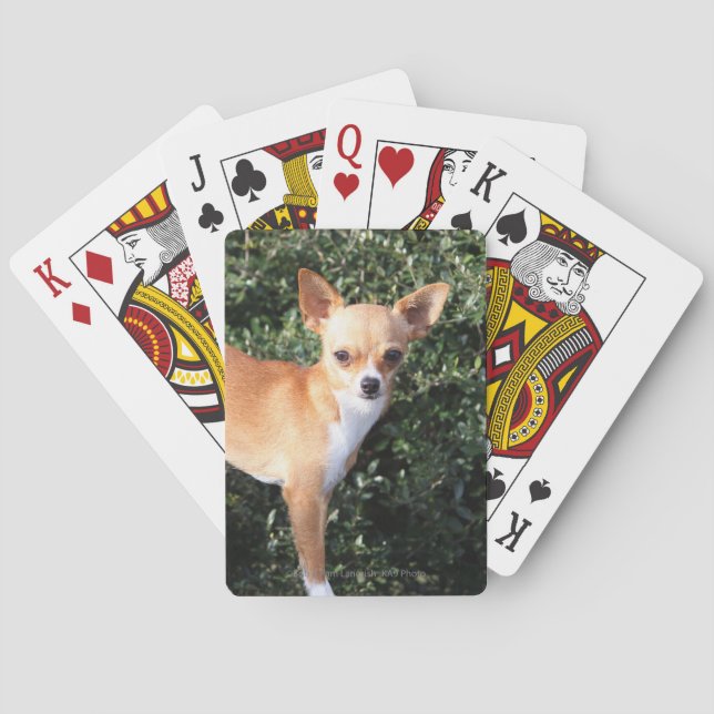 Teacup Chihuahua Puppy Poker Cards (Back)