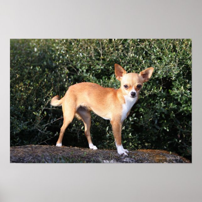 Teacup Chihuahua Puppy Poster (Front)