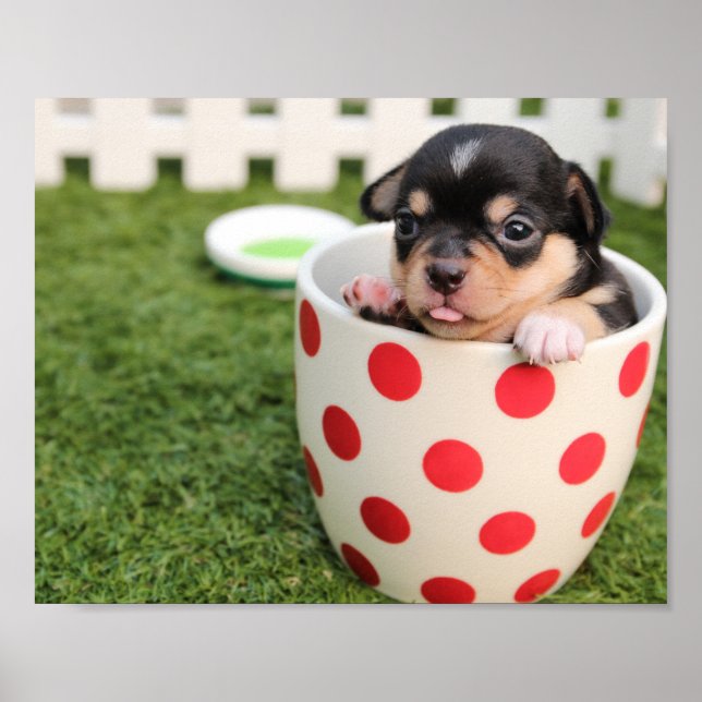 Teacup Chihuahua Puppy Poster (Front)