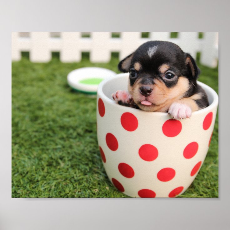Teacup Chihuahua Puppy Poster Zazzle