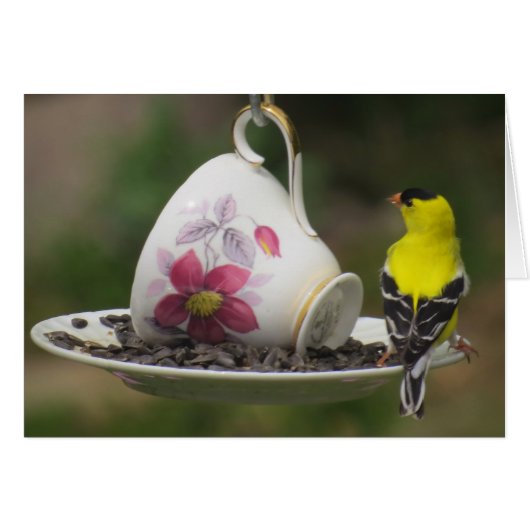 Teacup Finch Cards (Front Horizontal)