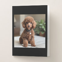 Teacup Poodle 2