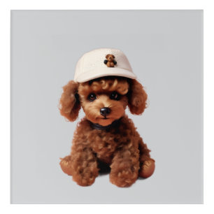 Teacup Poodle with Hat Acrylic Print