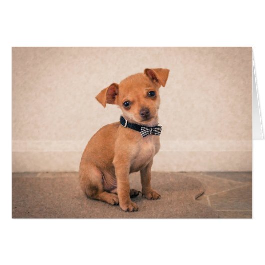 Teacup Puppy (Front Horizontal)