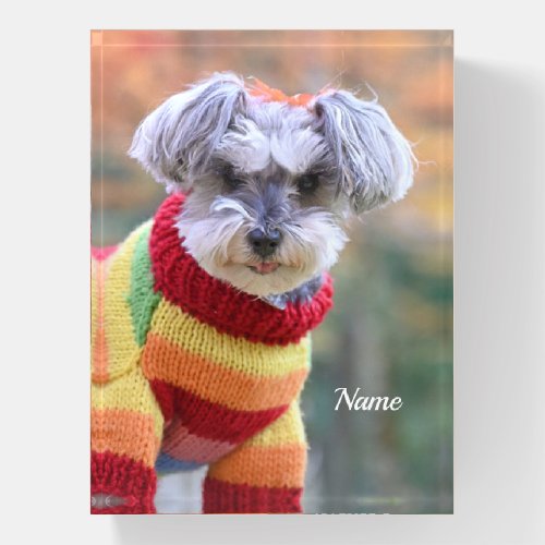 Teacup Schnauzer Puppy Dog in a Sweater Paperweight