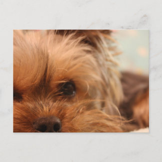 teacup yorkie puppy postcard