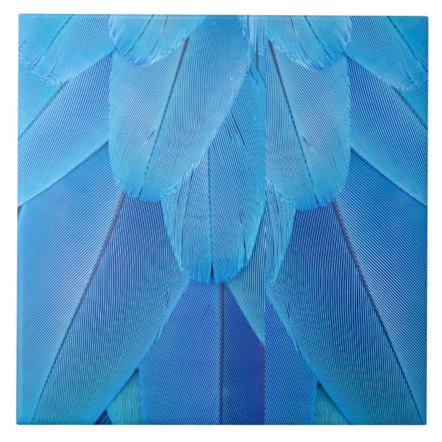 Teal Blue Feathers of the Macaw Parrot Ceramic Tile (Front)