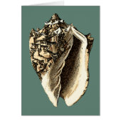 Teal Conch Shell Cards (Front)