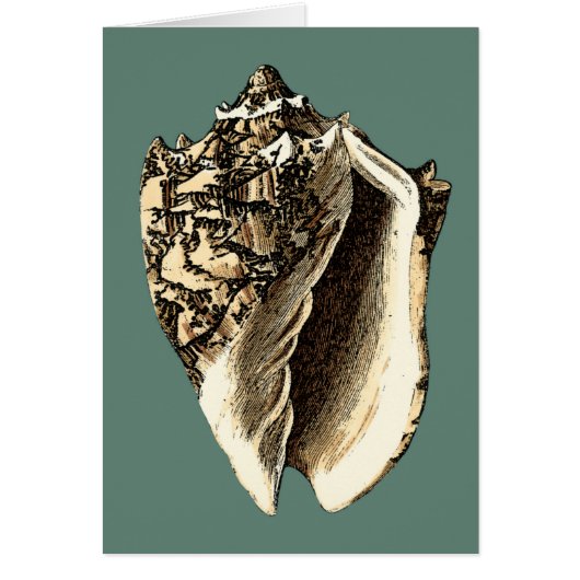 Teal Conch Shell Cards (Front)