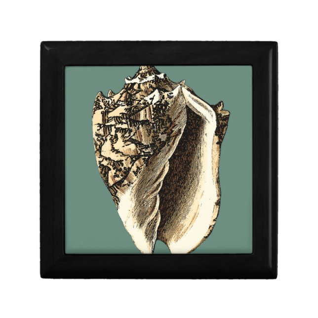 Teal Conch Shell Jewelry Box (Front)