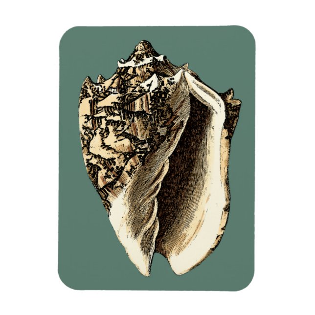 Teal Conch Shell Magnet (Vertical)