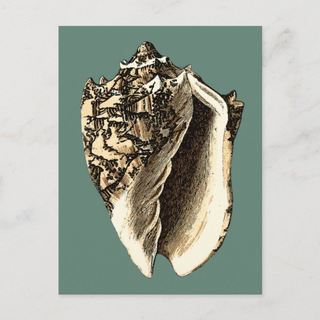 Teal Conch Shell Postcard (Front)