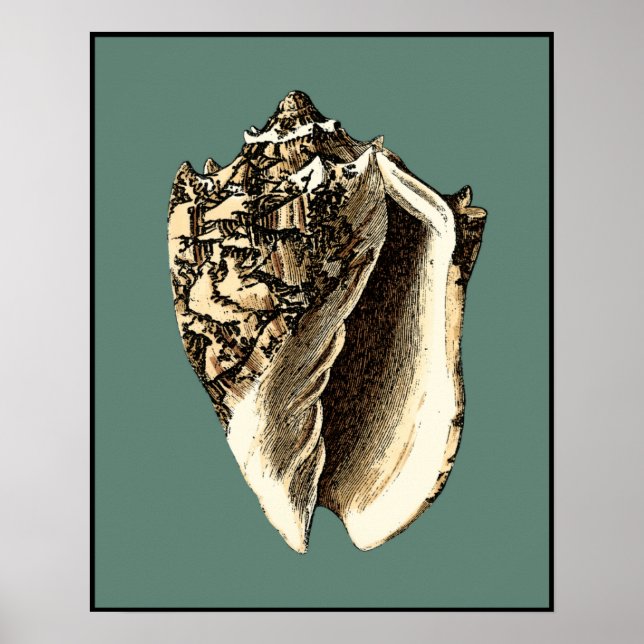 Teal Conch Shell Poster (Front)