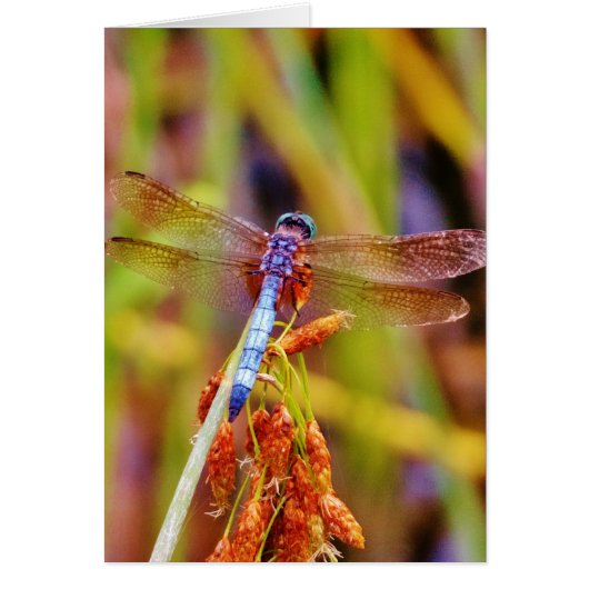 Teal Dragonfly on sedge (Front)