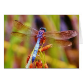 Teal Dragonfly on sedge (Front Horizontal)