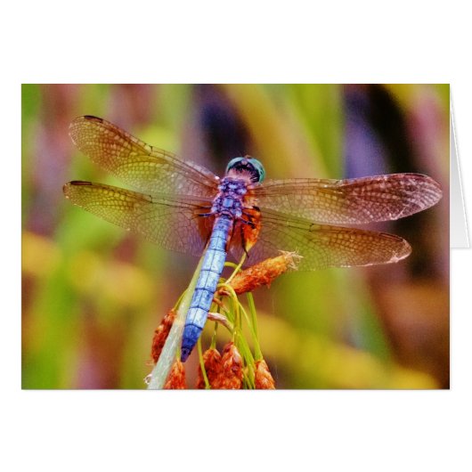 Teal Dragonfly on sedge Cards (Front Horizontal)
